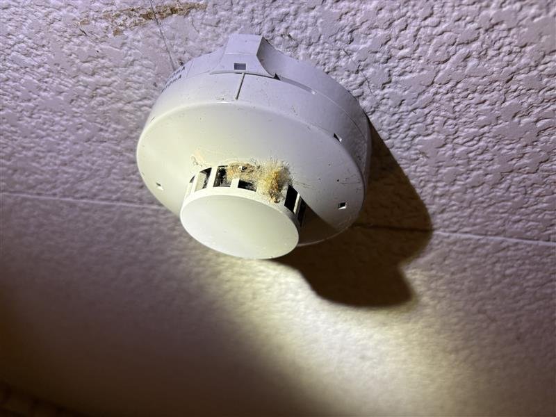 天井の煙感知器の防虫網の隙間に蜘蛛の巣とほこりが詰まっている